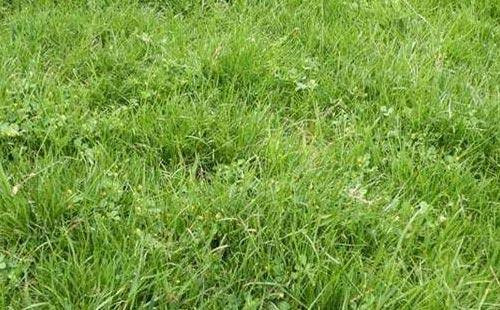 马尼拉草坪专用除草剂有哪些？
