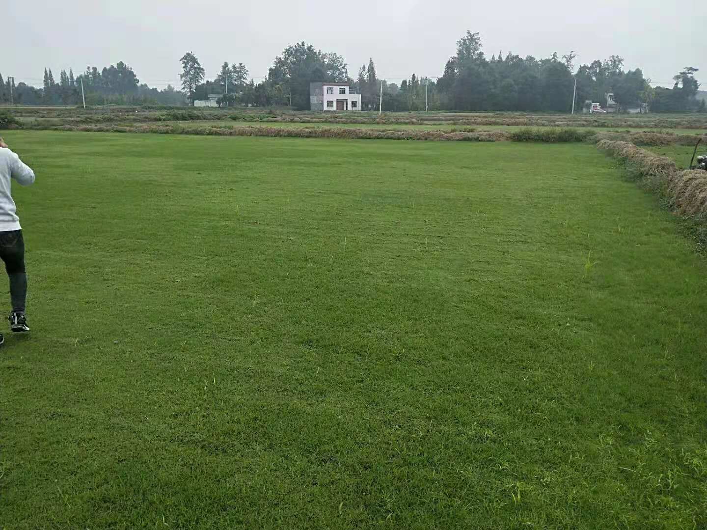 崇州草坪
