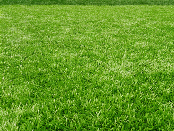 丽江适合种植什么品种的草坪呢？