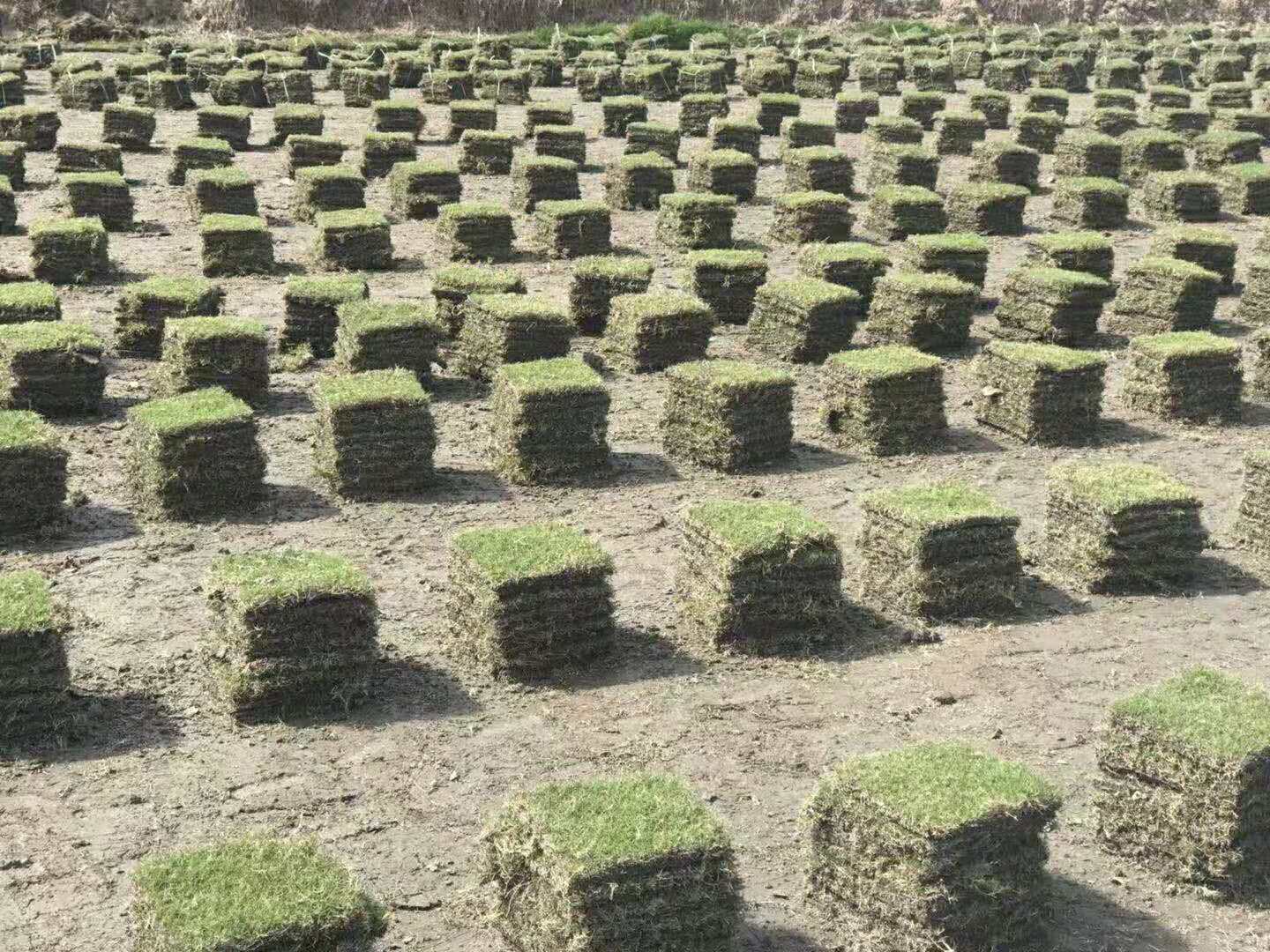百慕大草坪批发商的草坪实拍