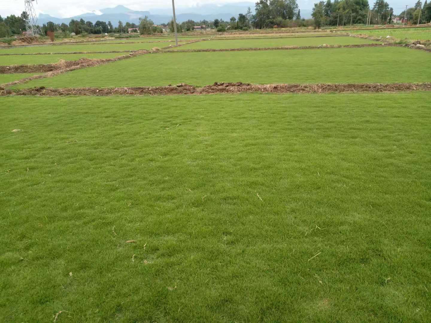 现在种植草坪挣钱吗