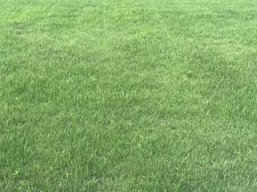 喷洒上草坪染色剂的“绿草坪”