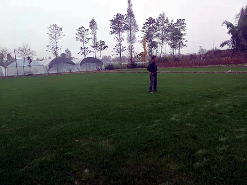 果岭草作为足球场草坪的效果图